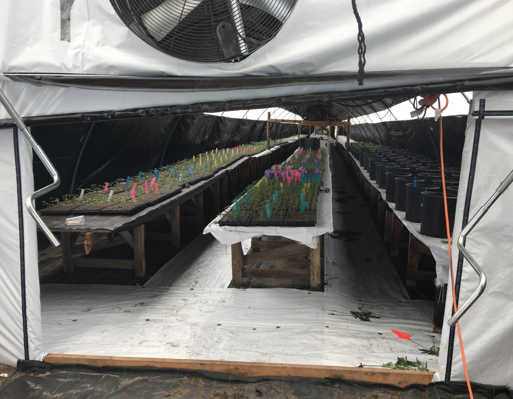 061719 Buellton cannabis bust-seedlings